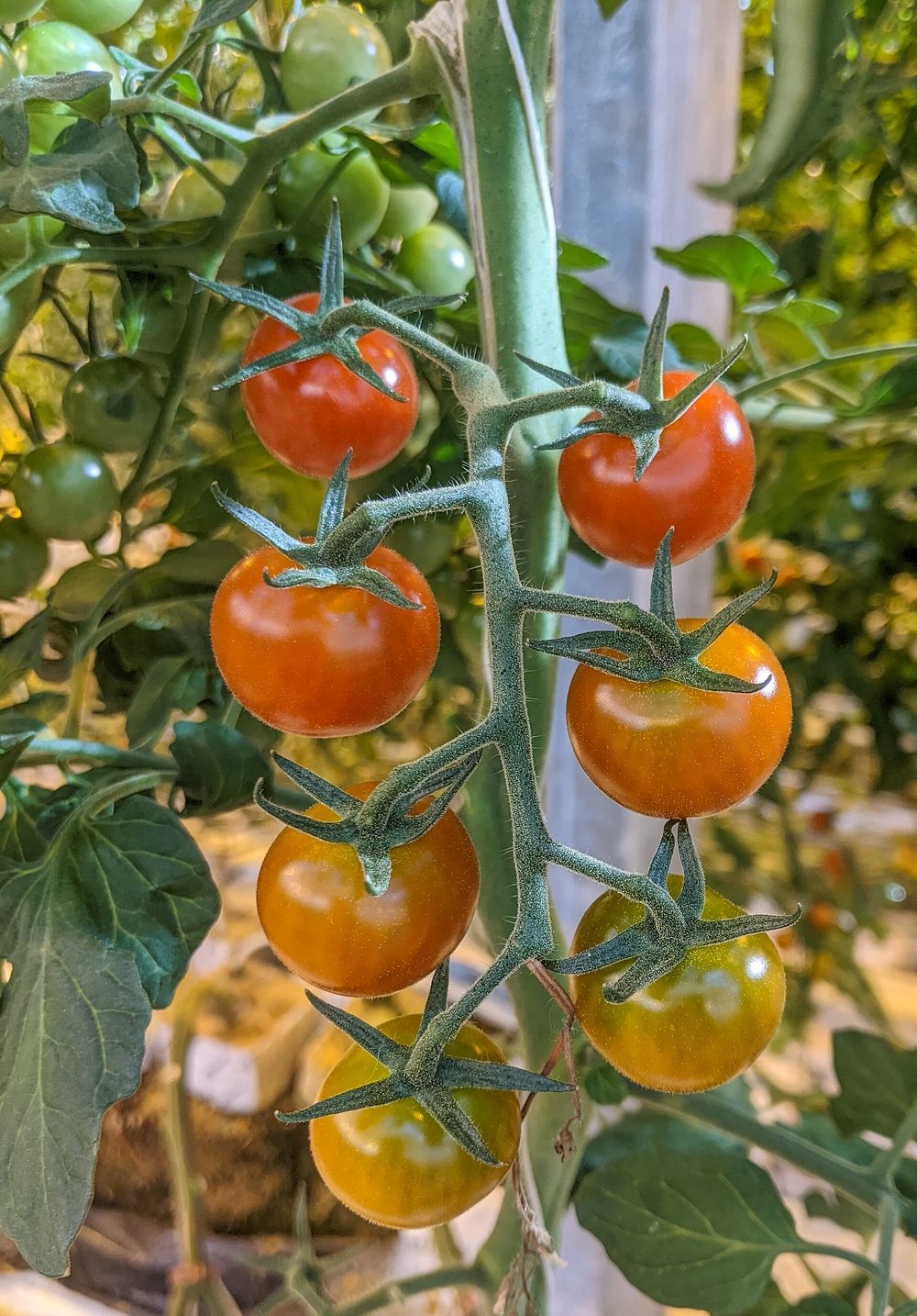 Cherry tomatoes ripening on the vine at Friðheimar