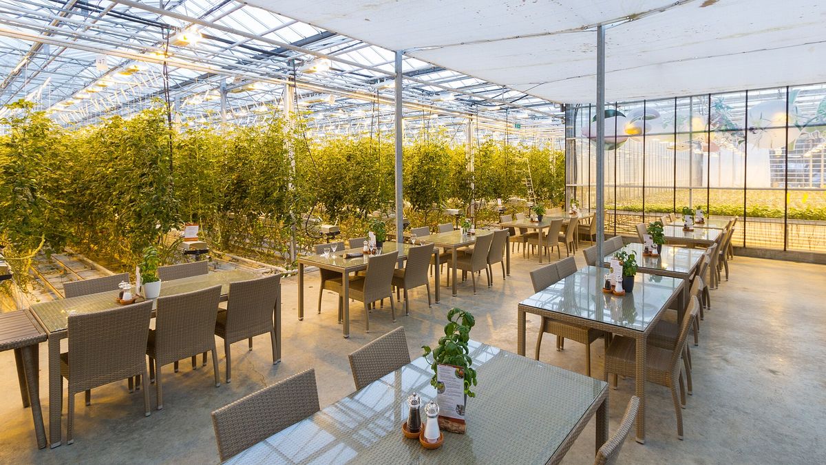 Tables set among tomato vines inside the Friðheimar greenhouse