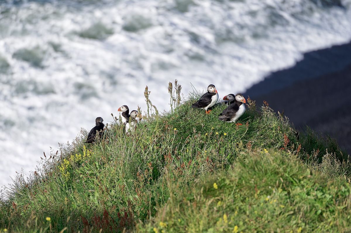 Atlantic puffins on a grassy cliff edge