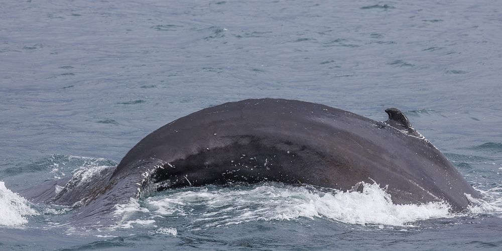 A humpback's back breaking the surface