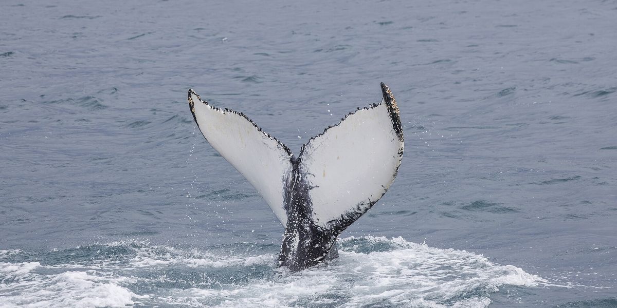 A humpback whale's tail fluke in Faxaflói bay